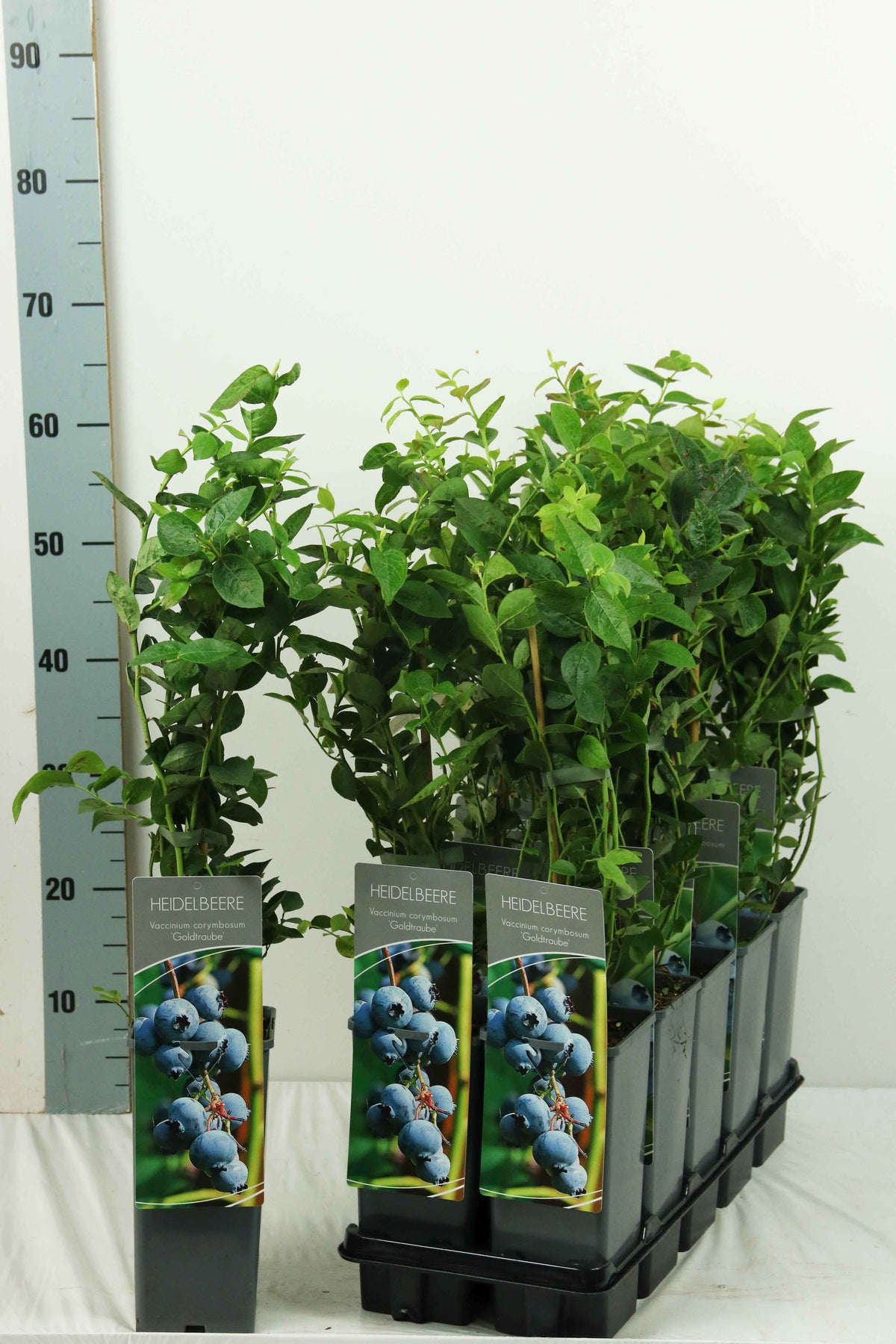 Vaccinium cor. &