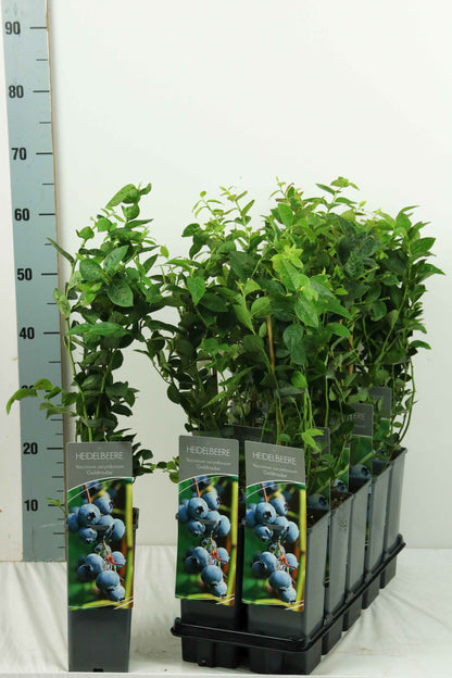 Vaccinium cor. &