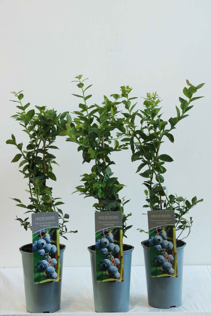 Vaccinium cor. &