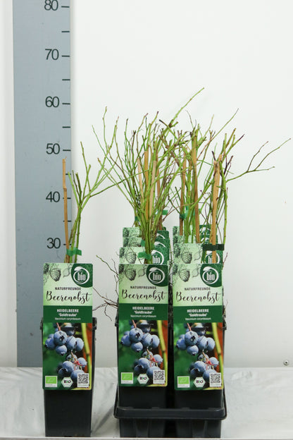 Vaccinium corymbosum &