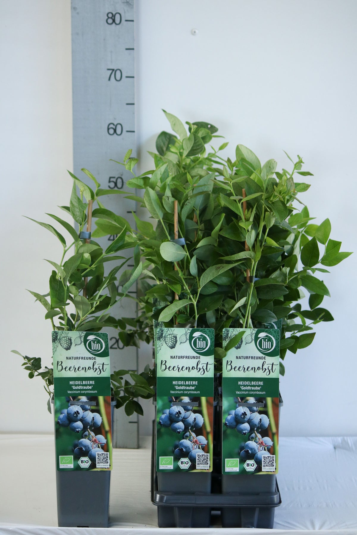 Vaccinium corymbosum &