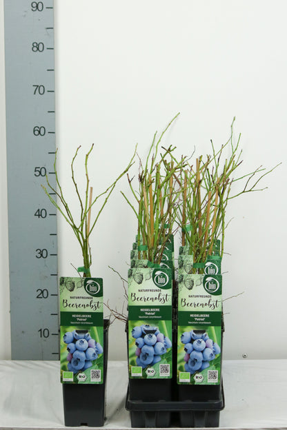 Vaccinium cor. &