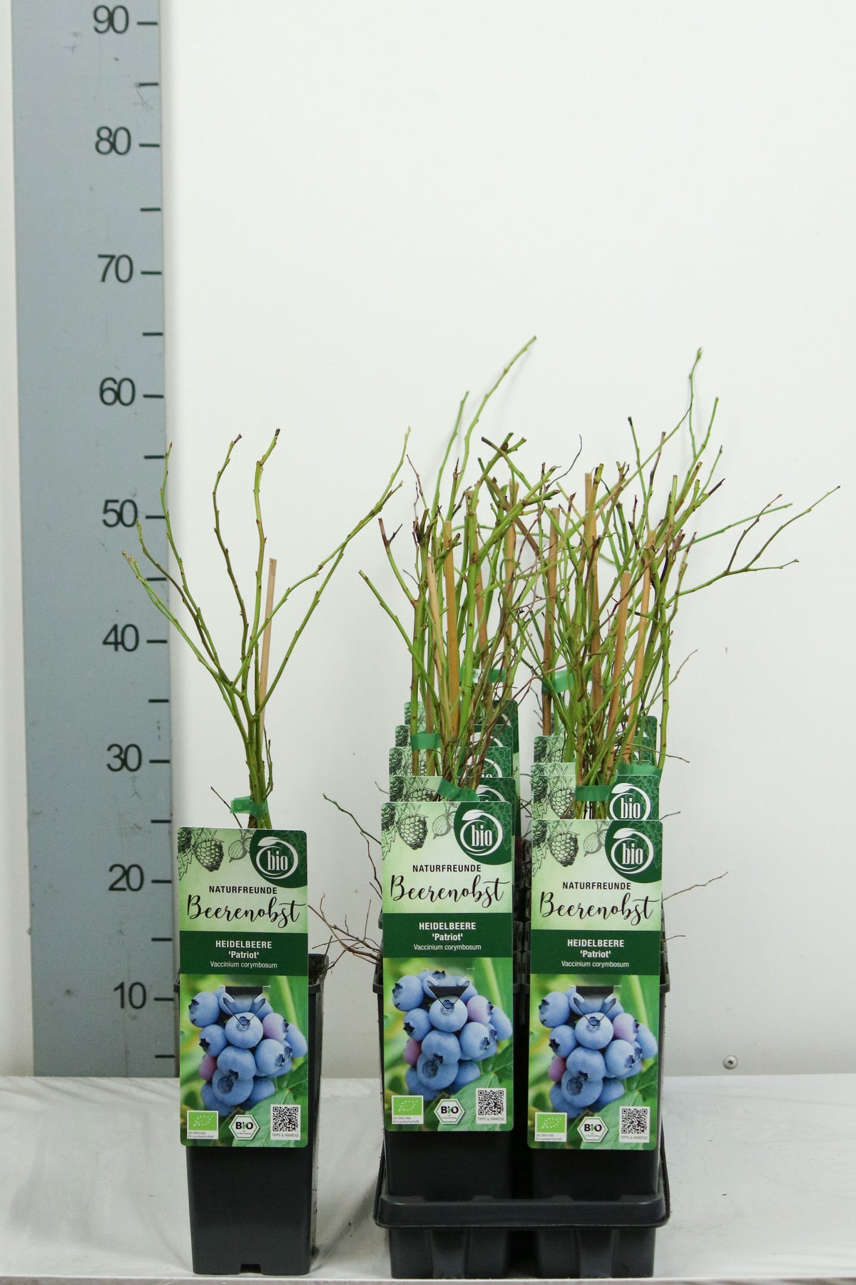 Vaccinium cor. &