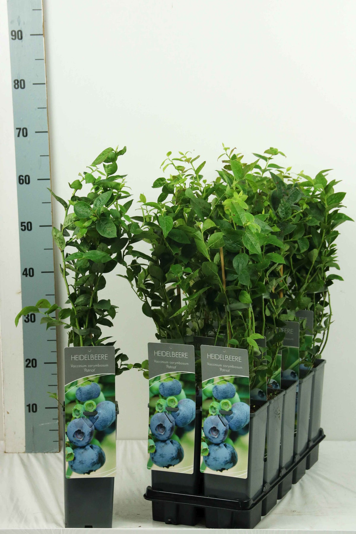 Vaccinium cor. &