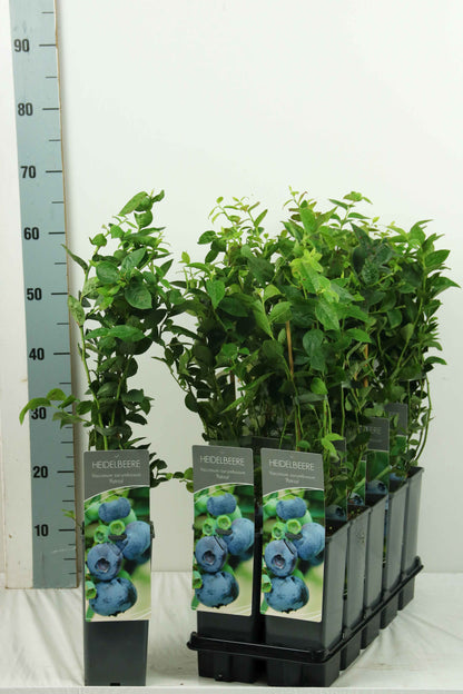 Vaccinium cor. &