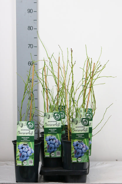 Vaccinium cor. &