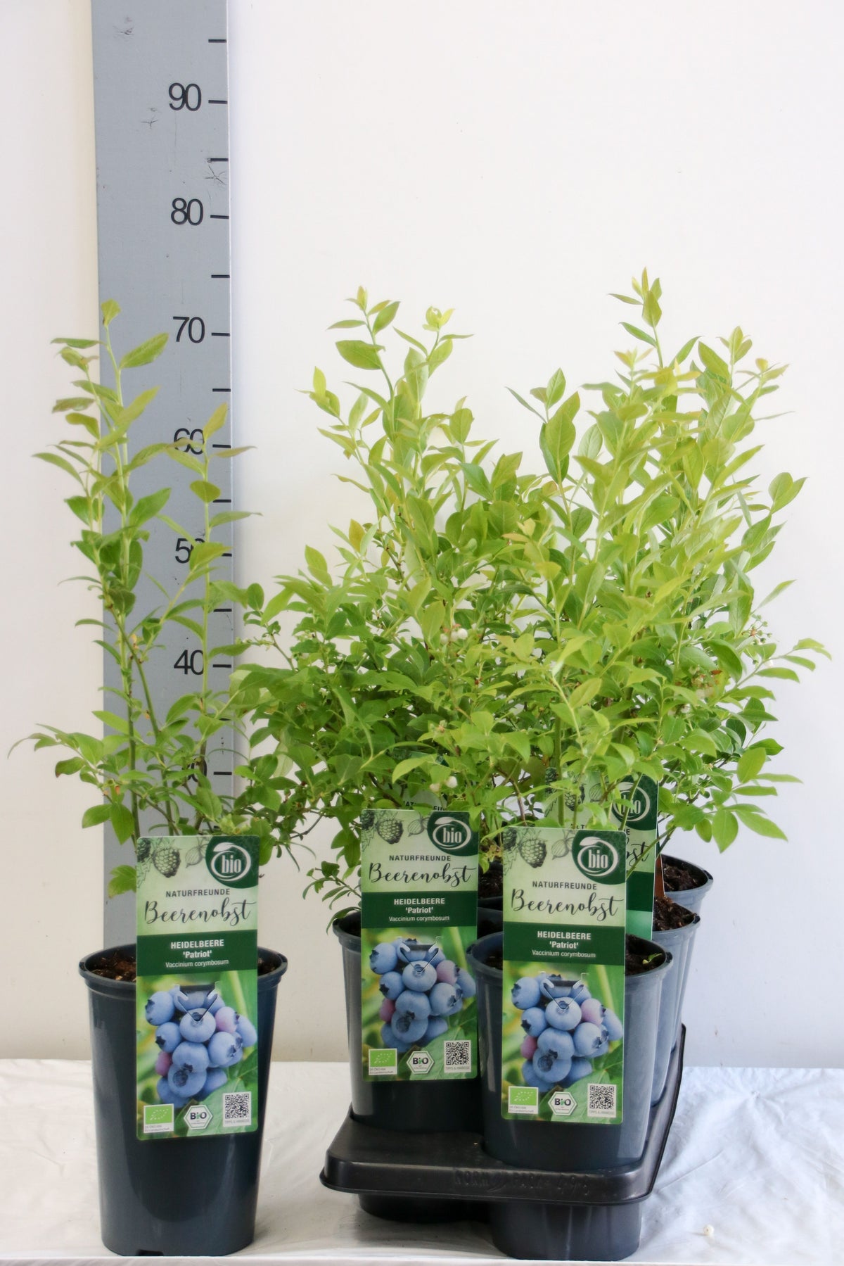 Vaccinium cor. &