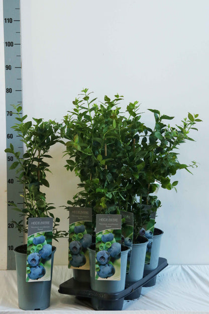 Vaccinium corymbosum &