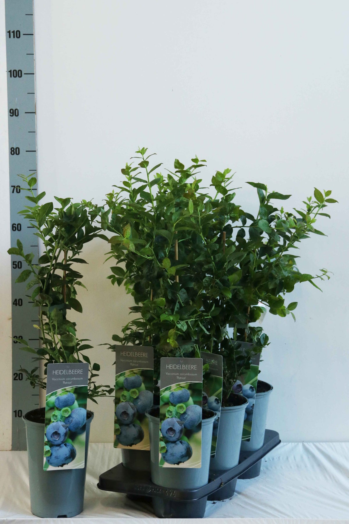 Vaccinium corymbosum &