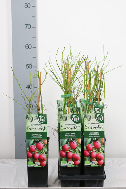 Vaccinium cor. &