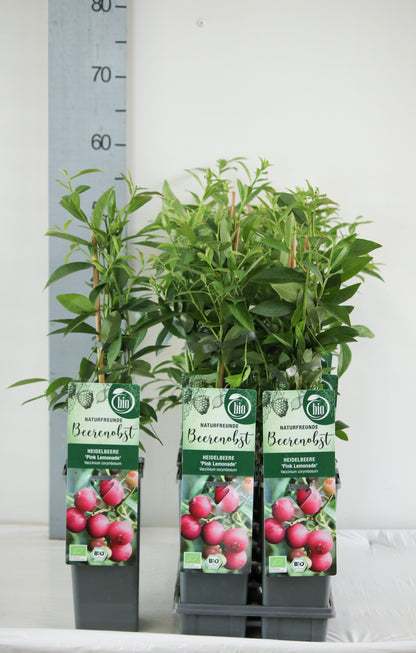 Vaccinium cor. &