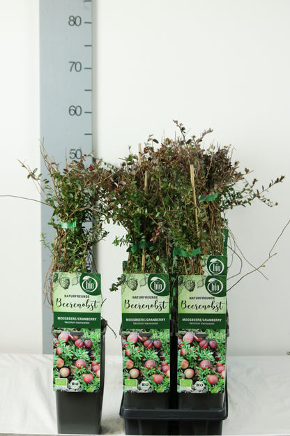 Vaccinium macrocarpon &