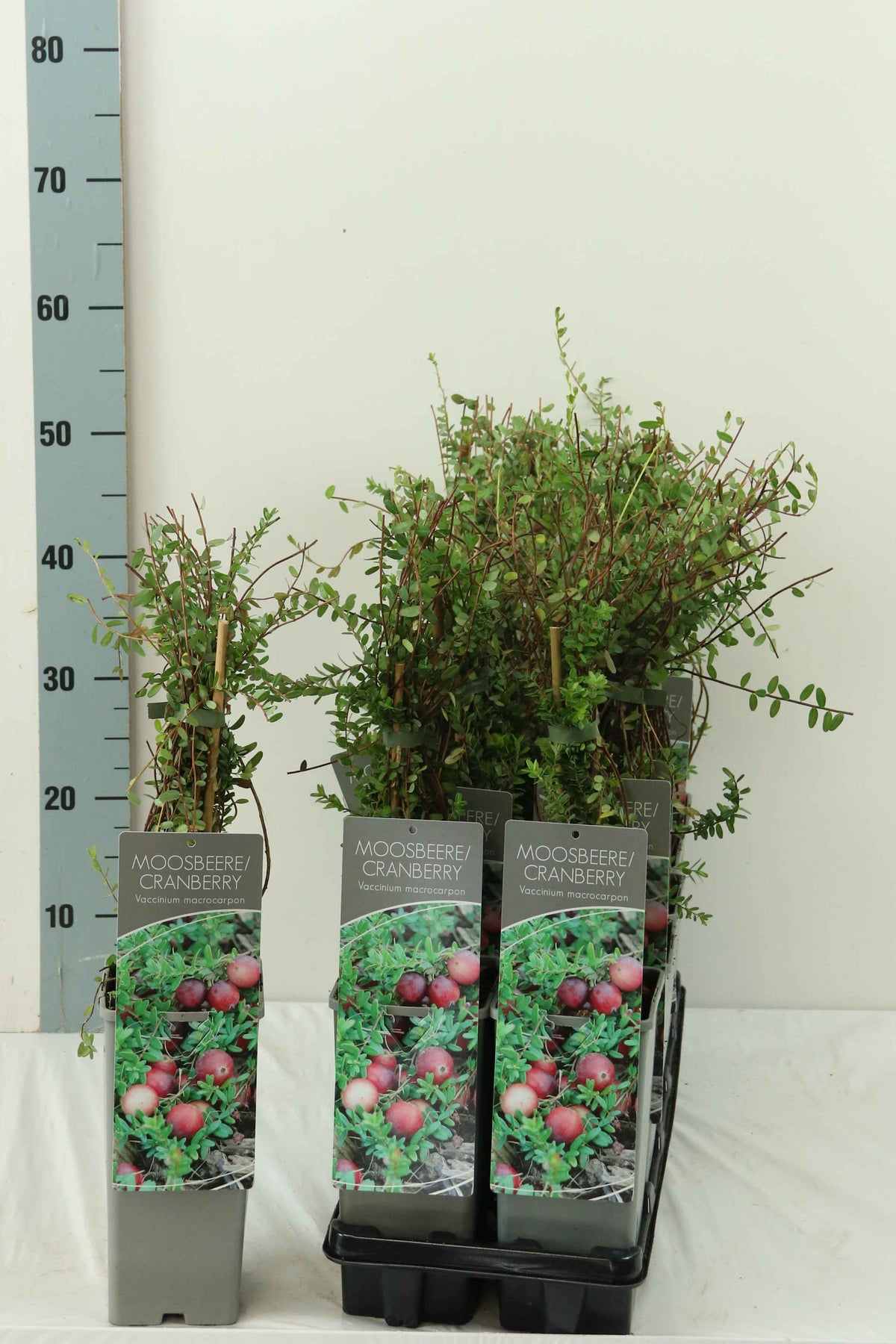 Vaccinium macrocarpon &