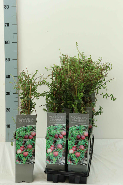 Vaccinium macrocarpon &
