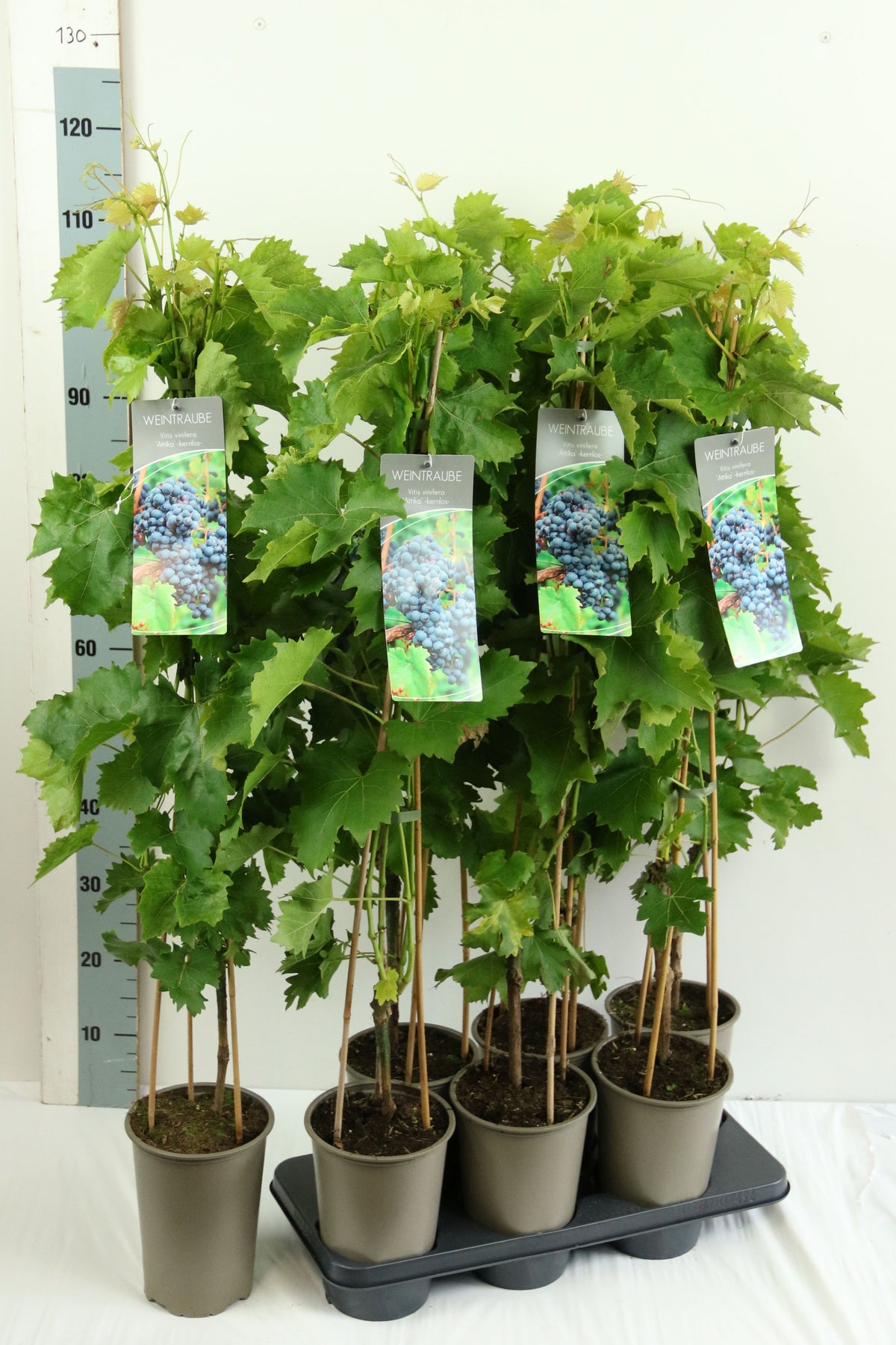 Vitis &