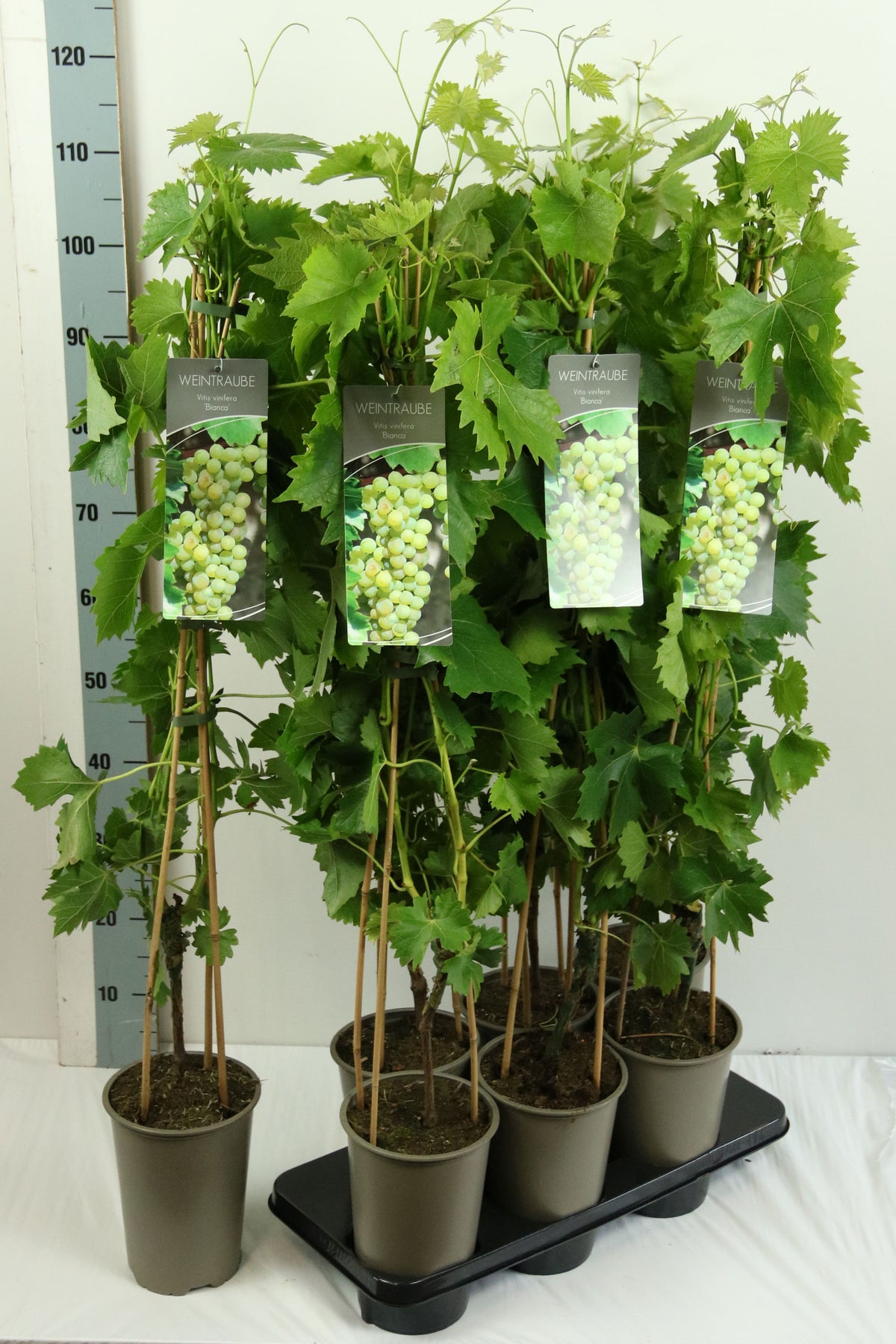 Vitis &
