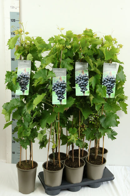 Vitis &