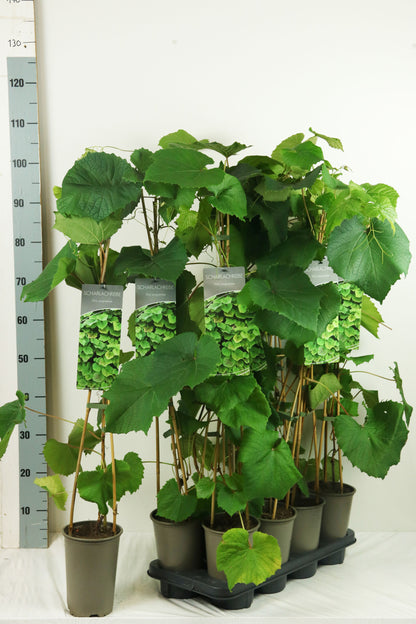 Vitis coignetiae 17 cm kruka 60-100 cm med 3 stöd