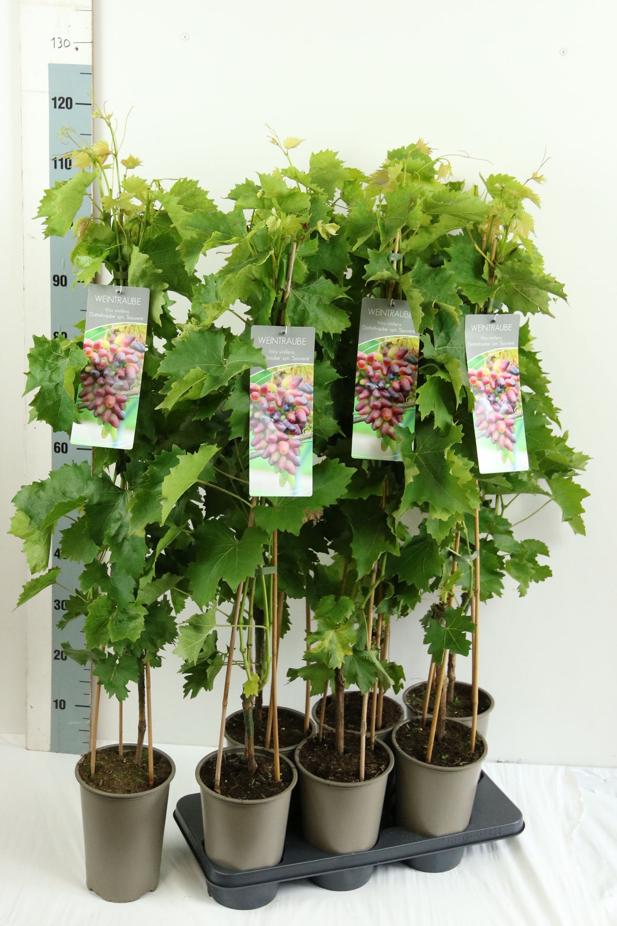 Vitis &