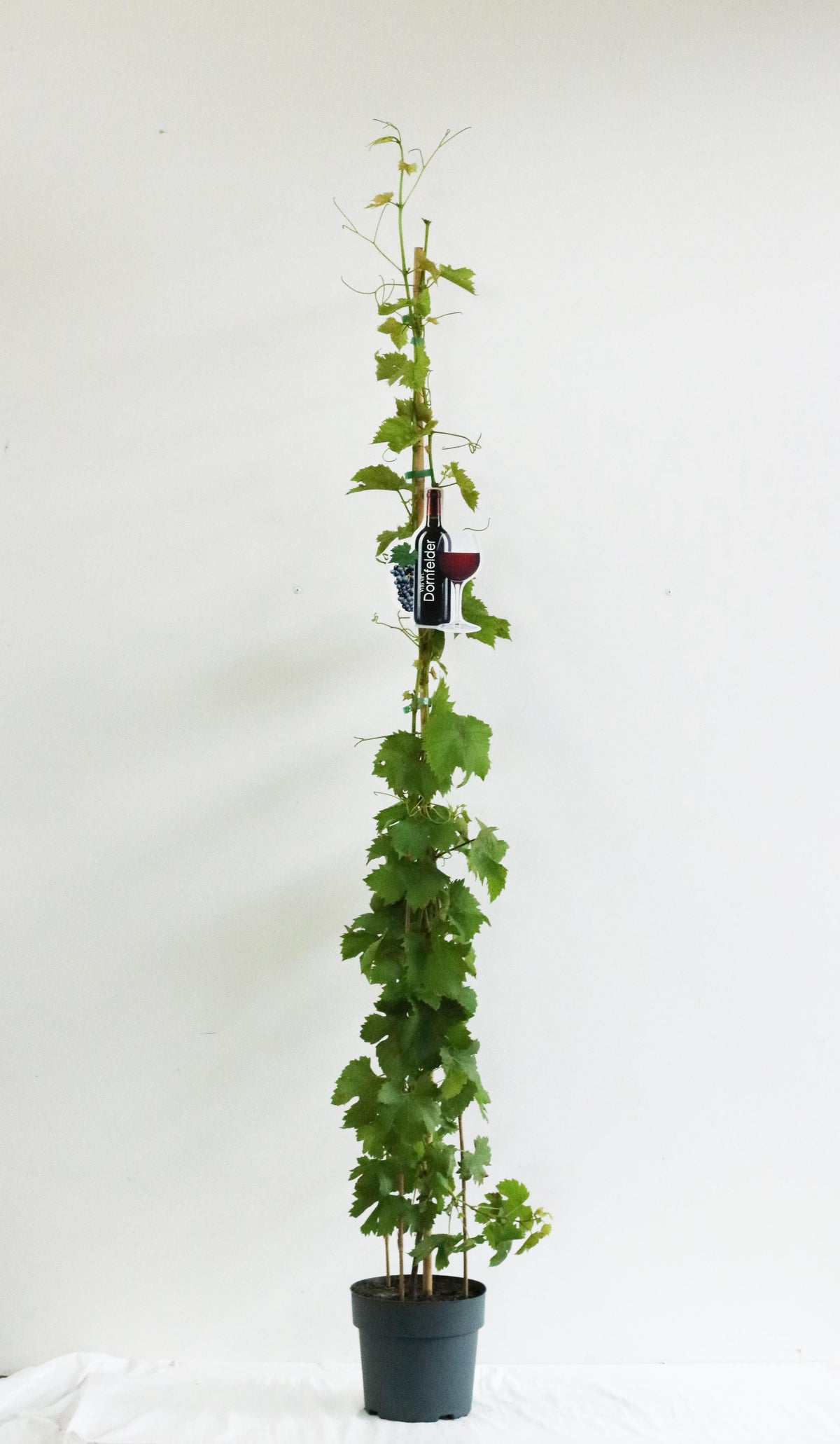 Vitis &