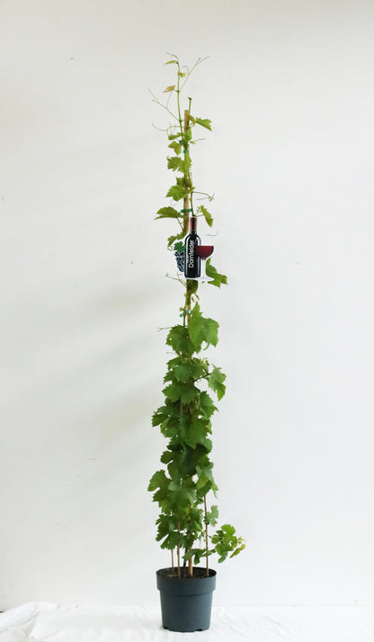 Vitis &