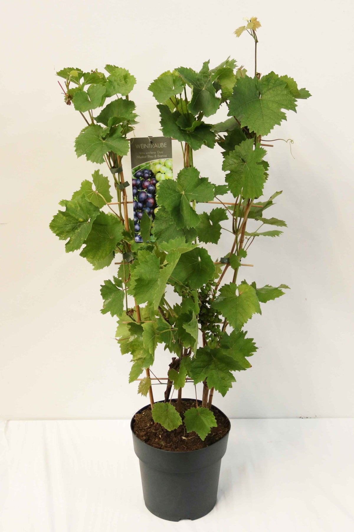 Vitis Duo-vinranka C7,5 (7,5 liters kruka) Spaljé