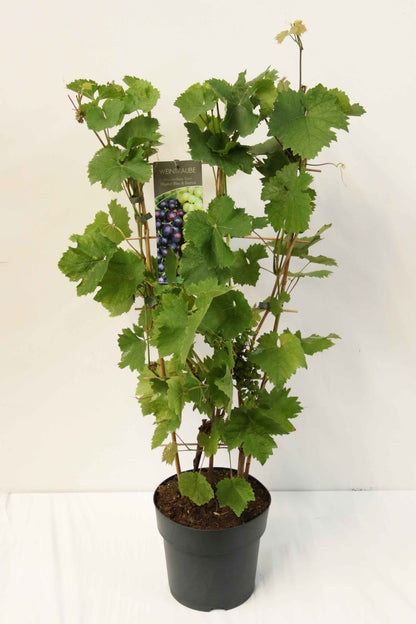 Vitis Duo-vinranka C7,5 (7,5 liters kruka) Spaljé