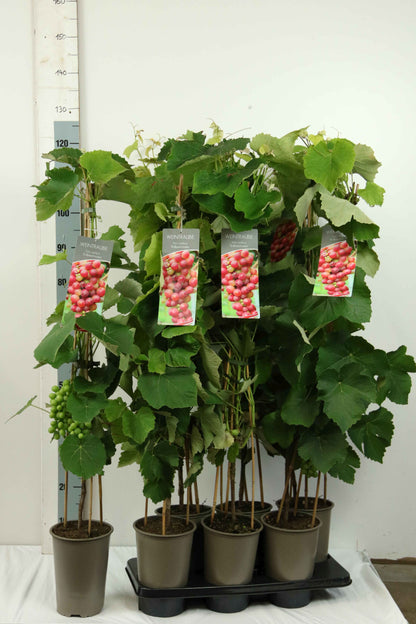 Vitis &