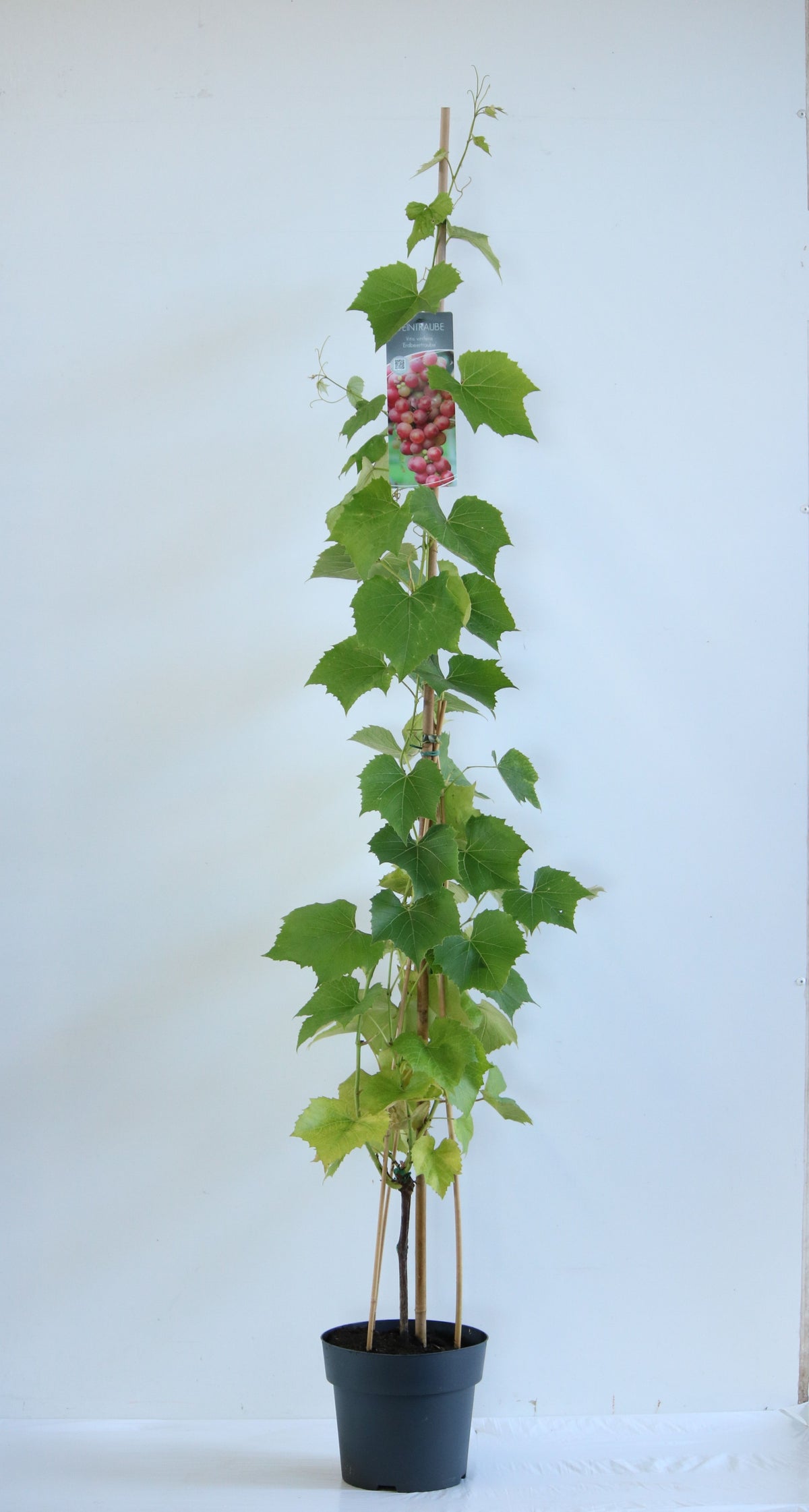 Vitis &