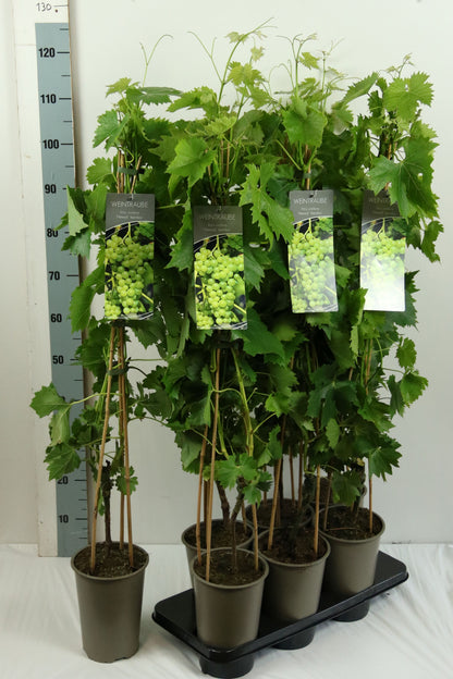 Vitis &