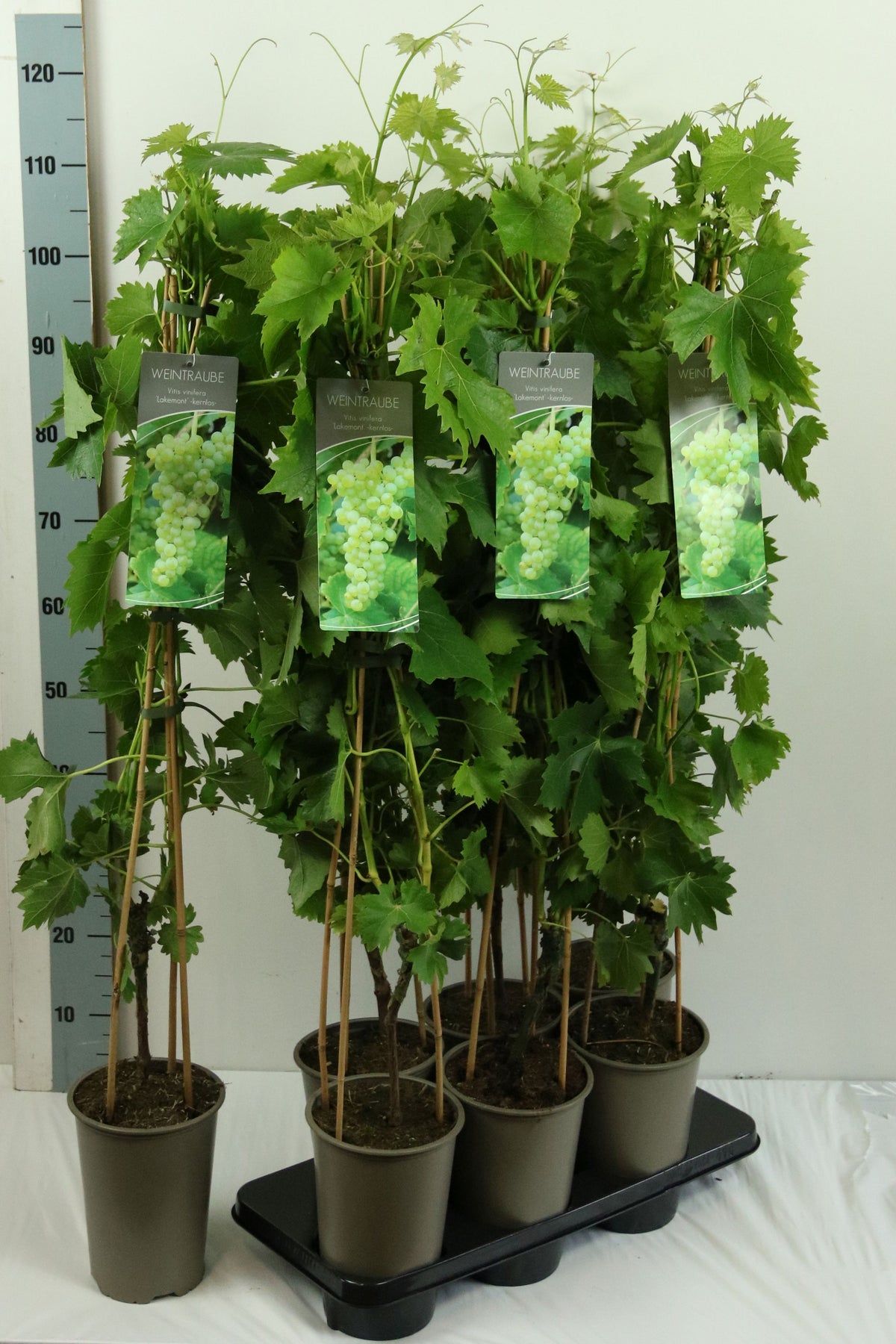 Vitis &