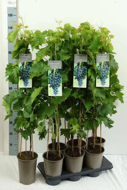 Vitis &
