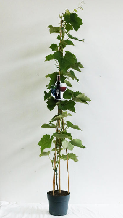 Vitis &