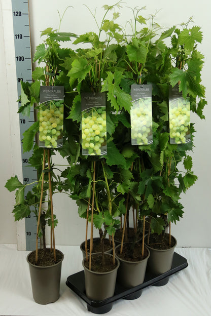 Vitis &
