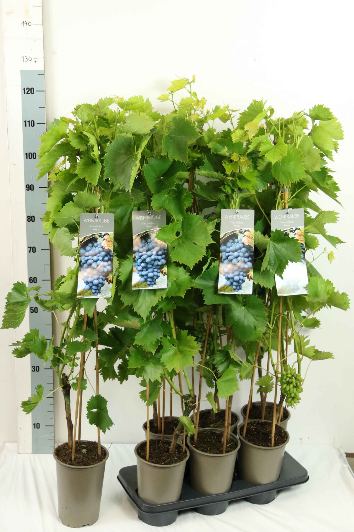 Vitis &