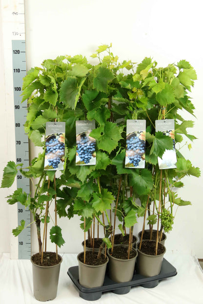 Vitis &