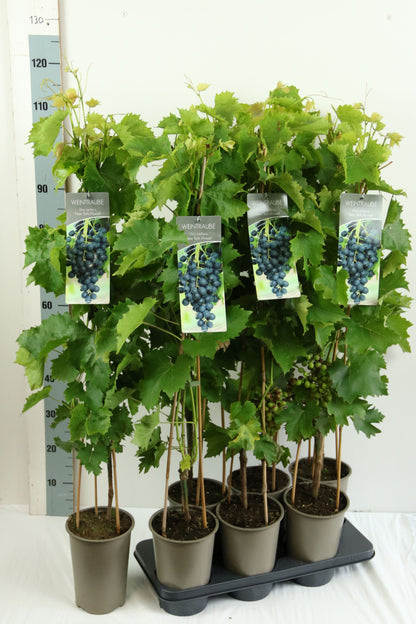 Vitis &