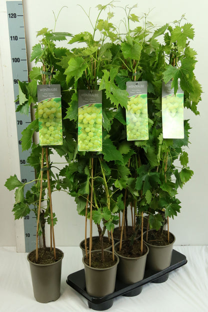 Vitis &