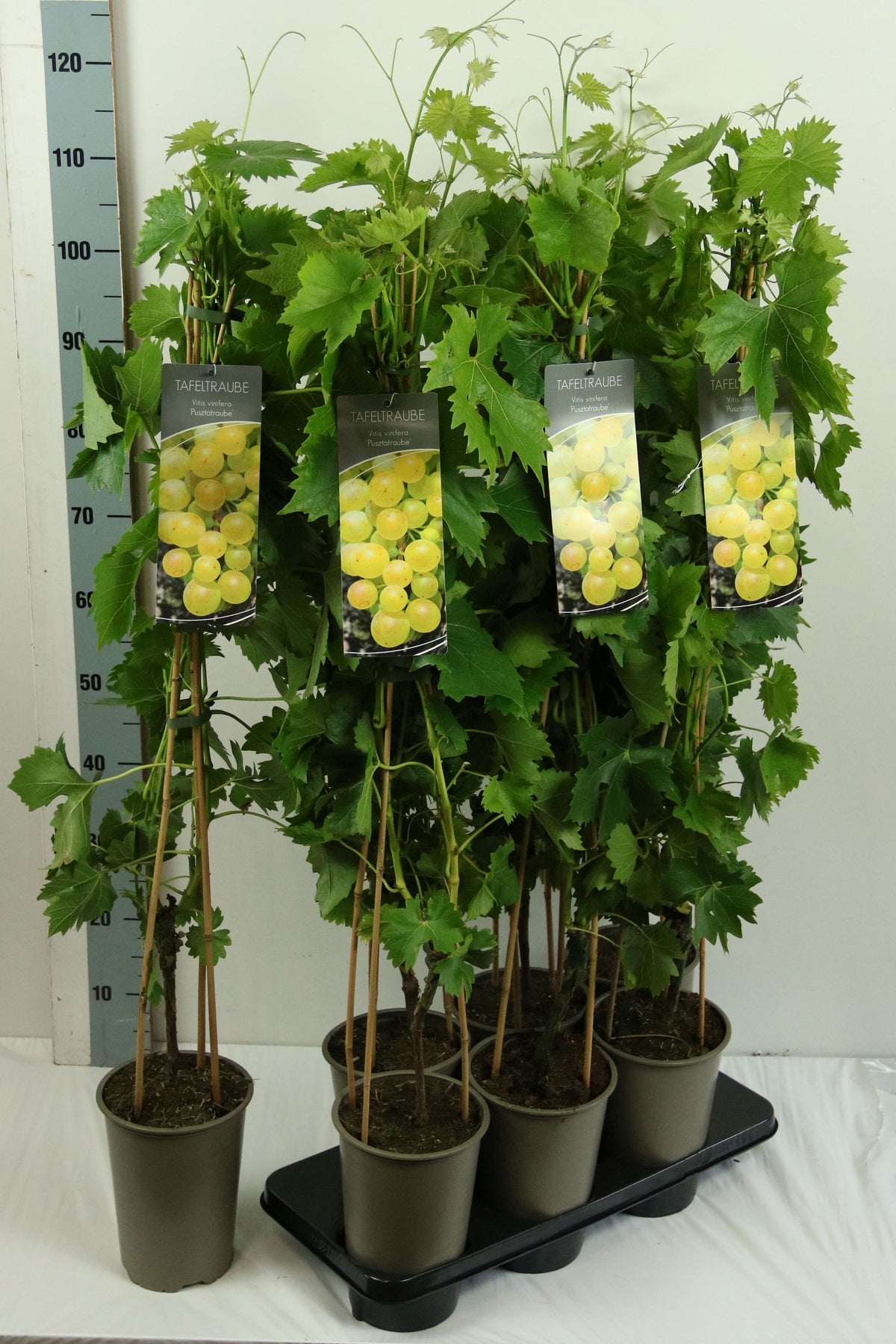 Vitis &