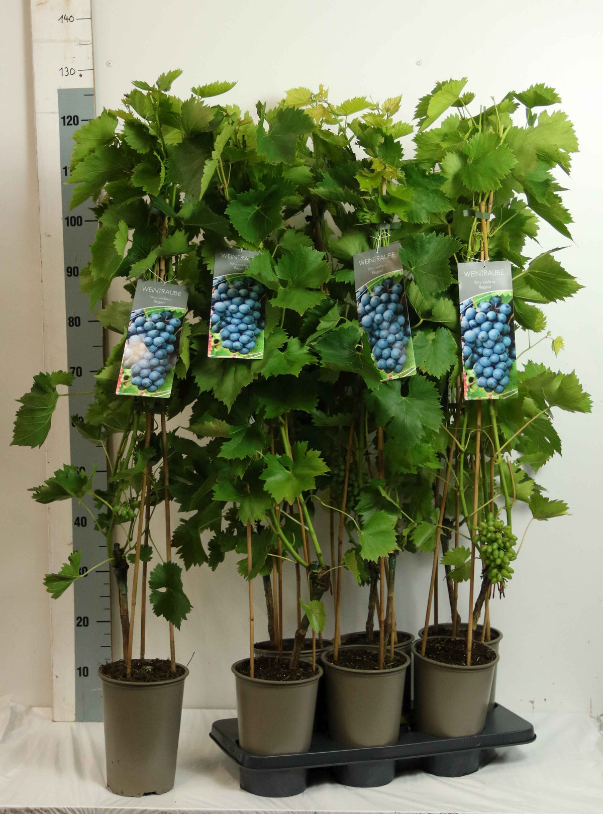 Vitis &