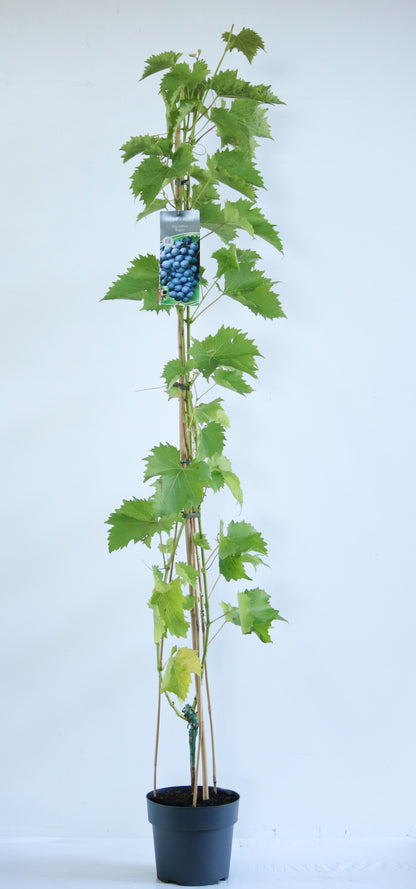 Vitis &
