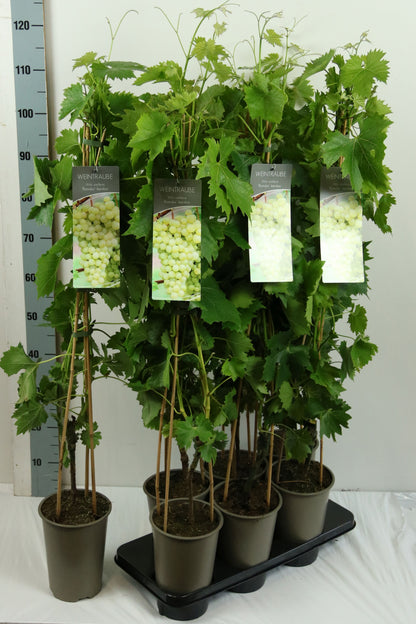 Vitis &