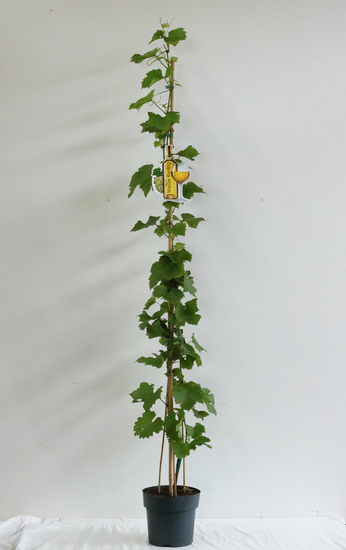 Vitis &
