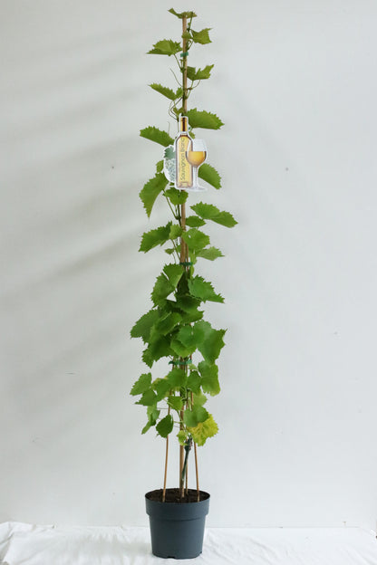 Vitis &