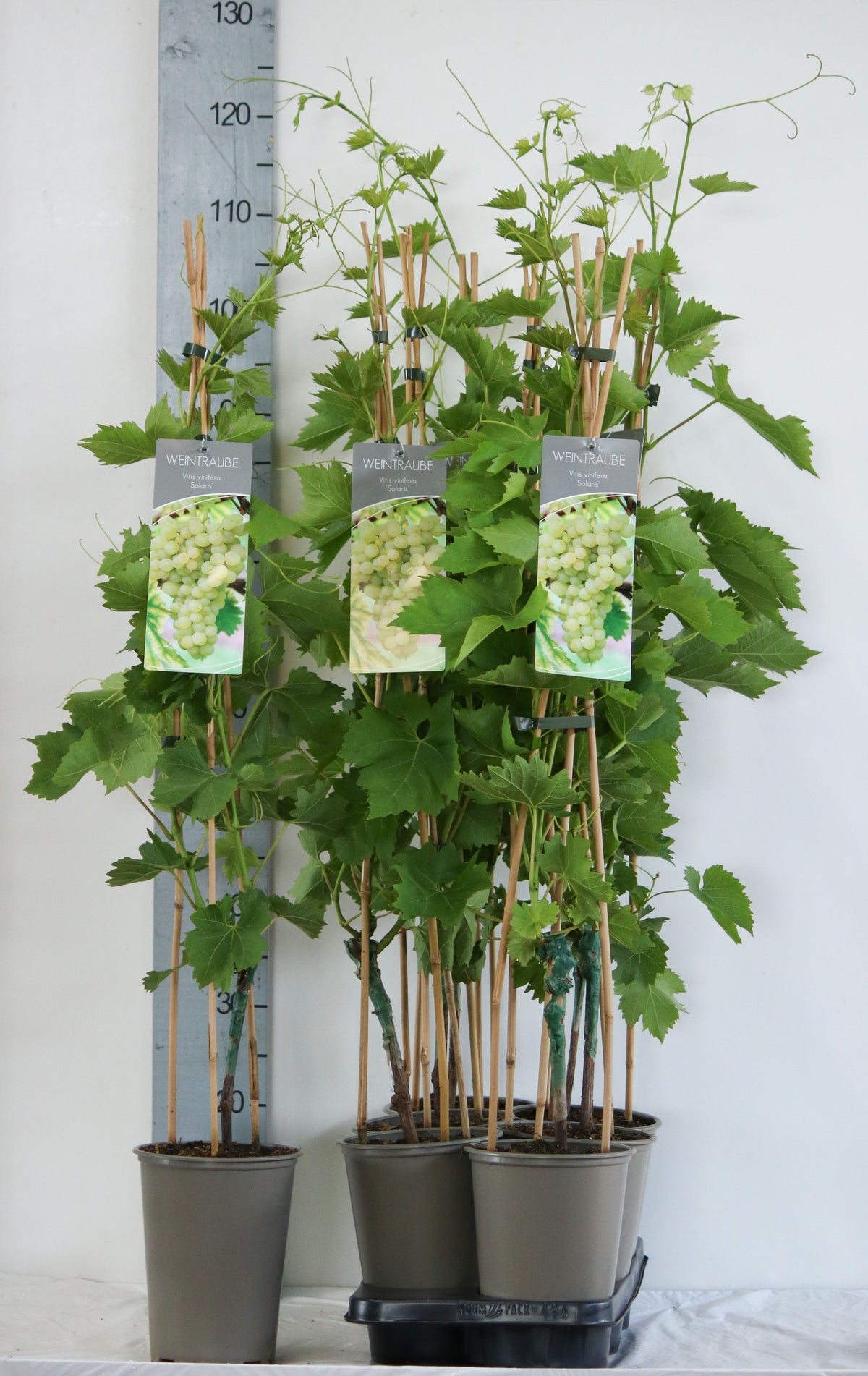 Vitis &