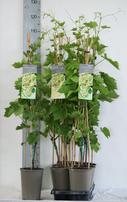 Vitis &