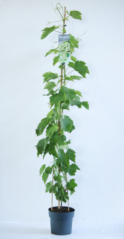Vitis &