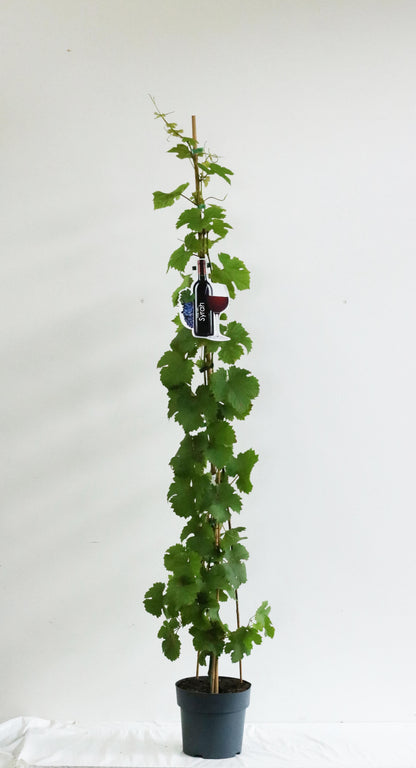 Vitis &