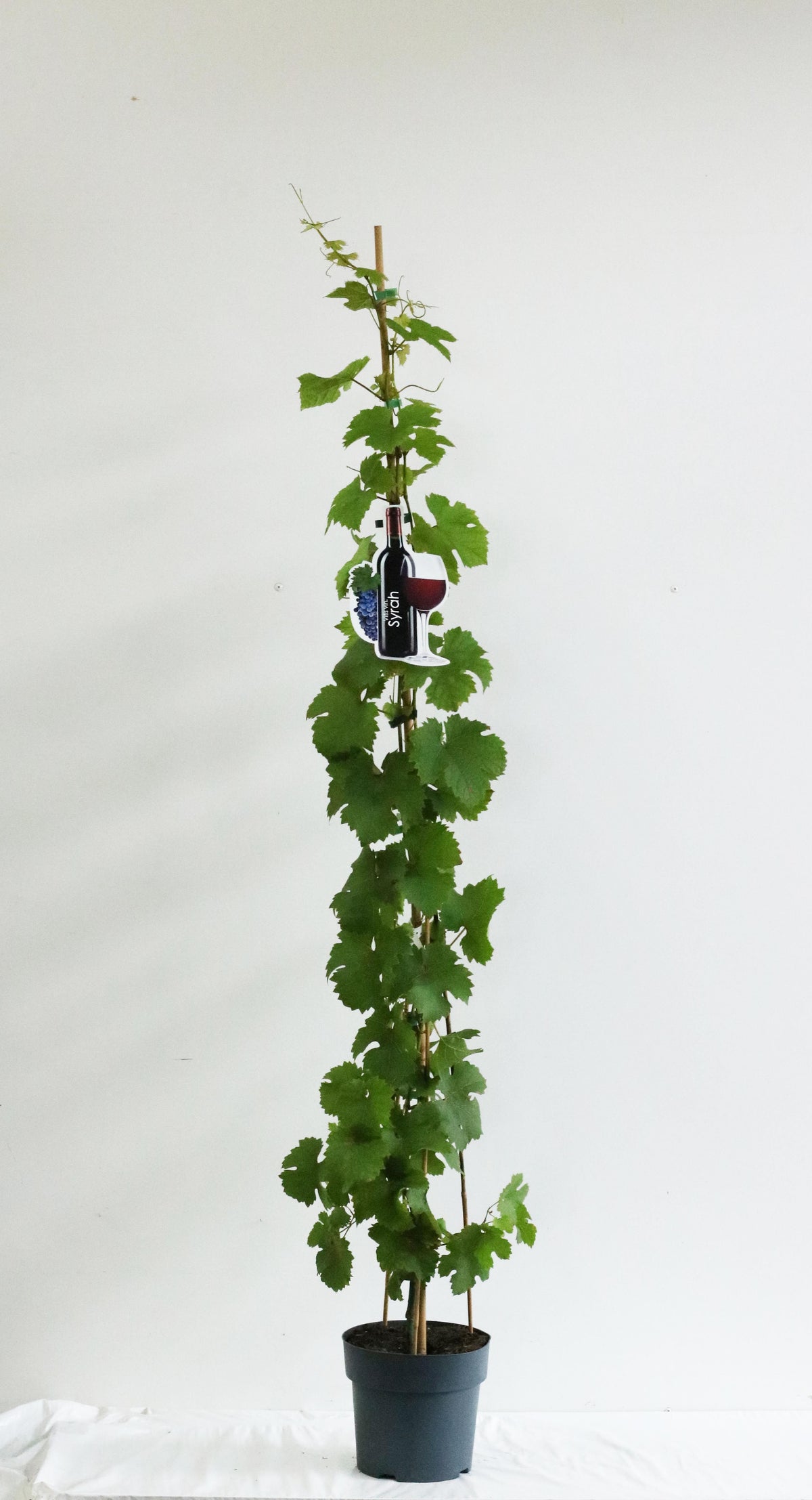 Vitis &