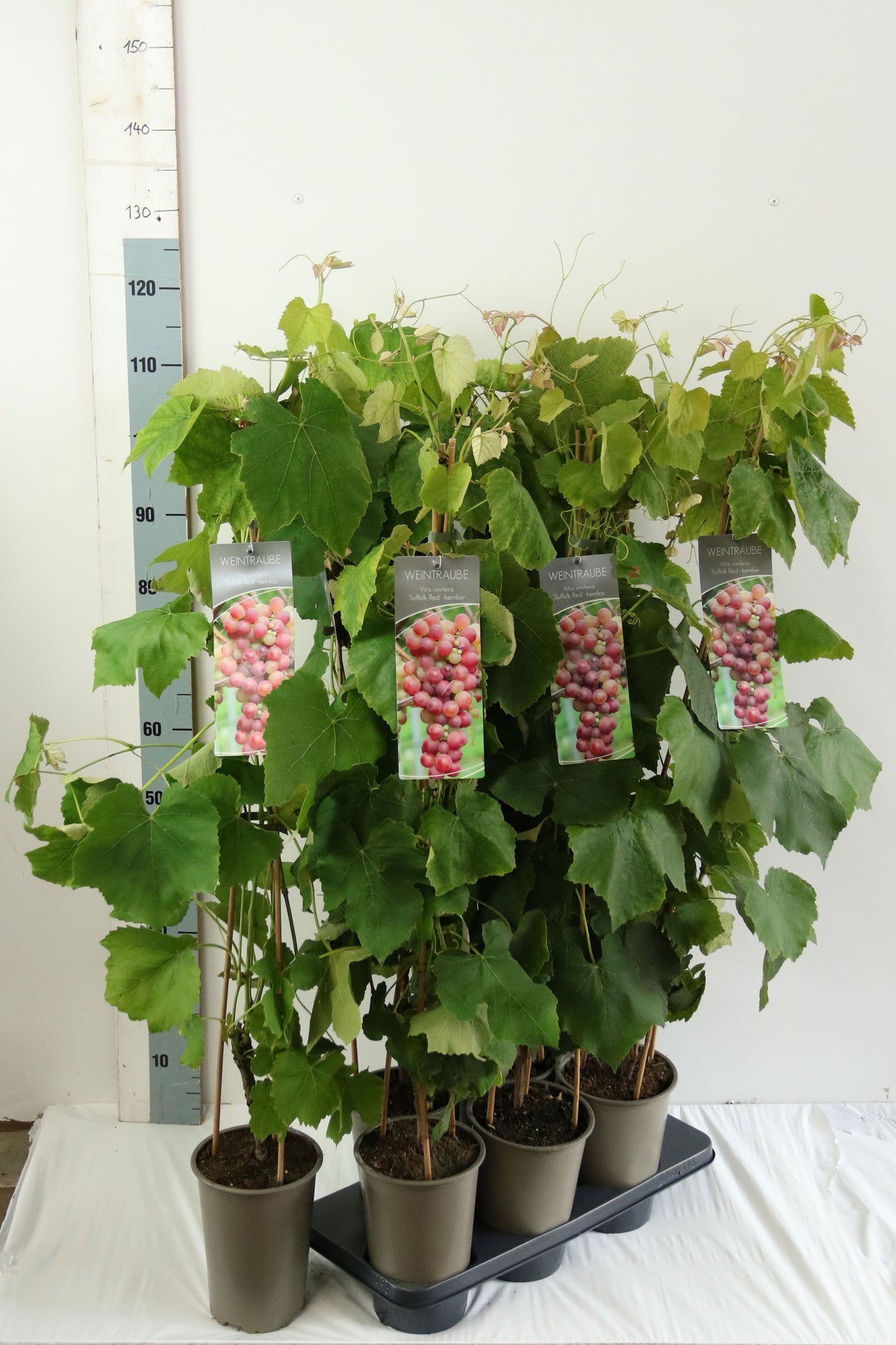 Vitis &